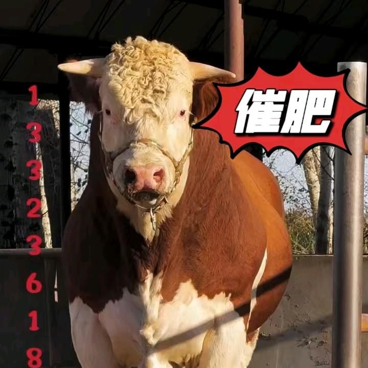 牛小七聊牛价