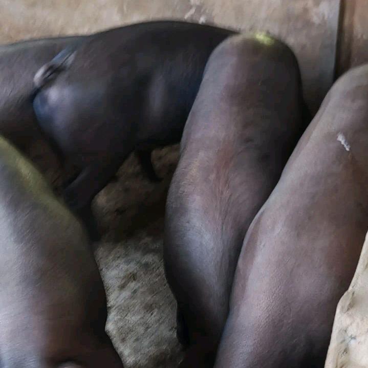 老胡生态散养黑猪羊菜鸟突击队。