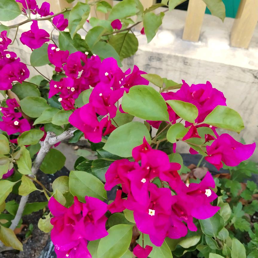 云芳