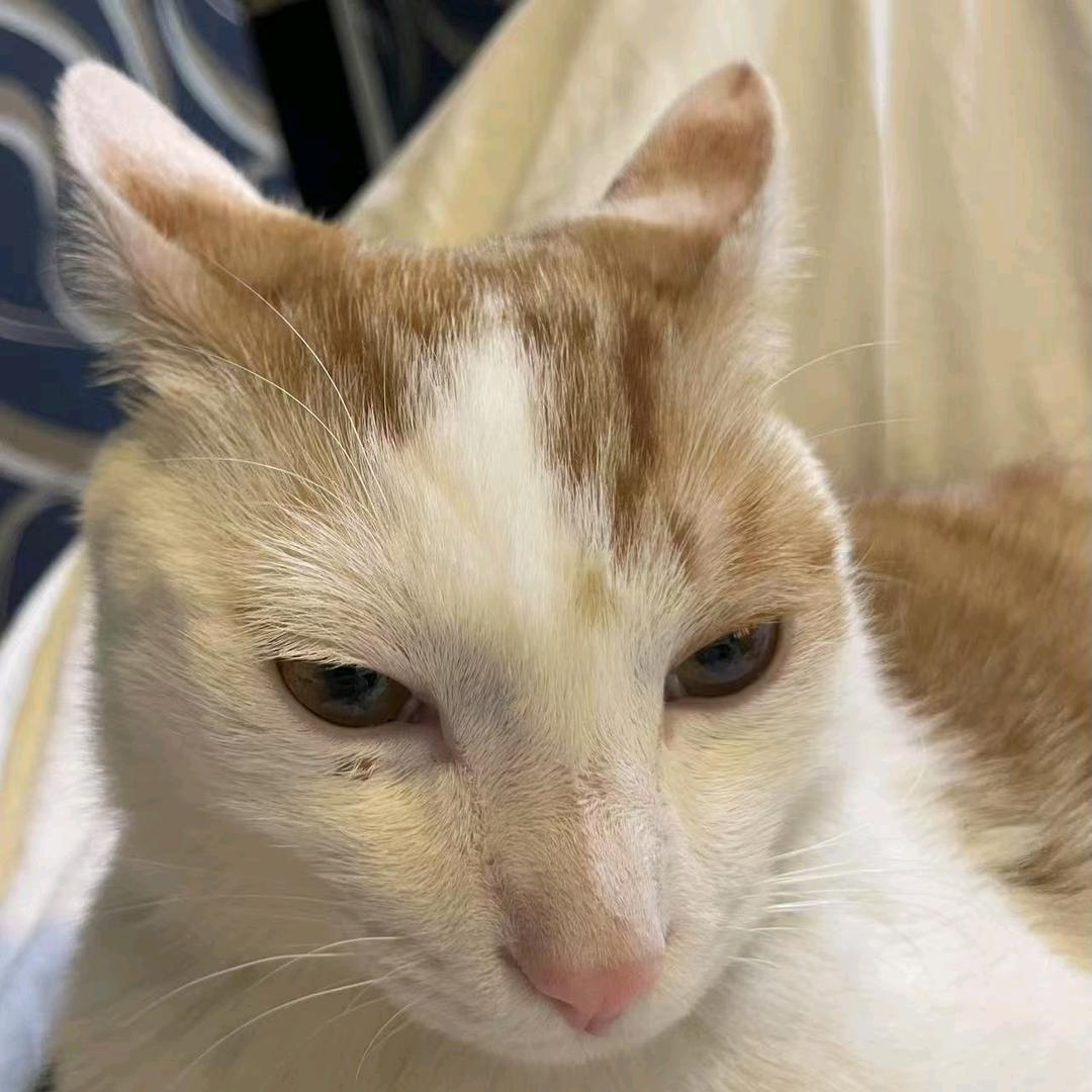 宇宙超级霹雳雷霆战神旋风无敌猫