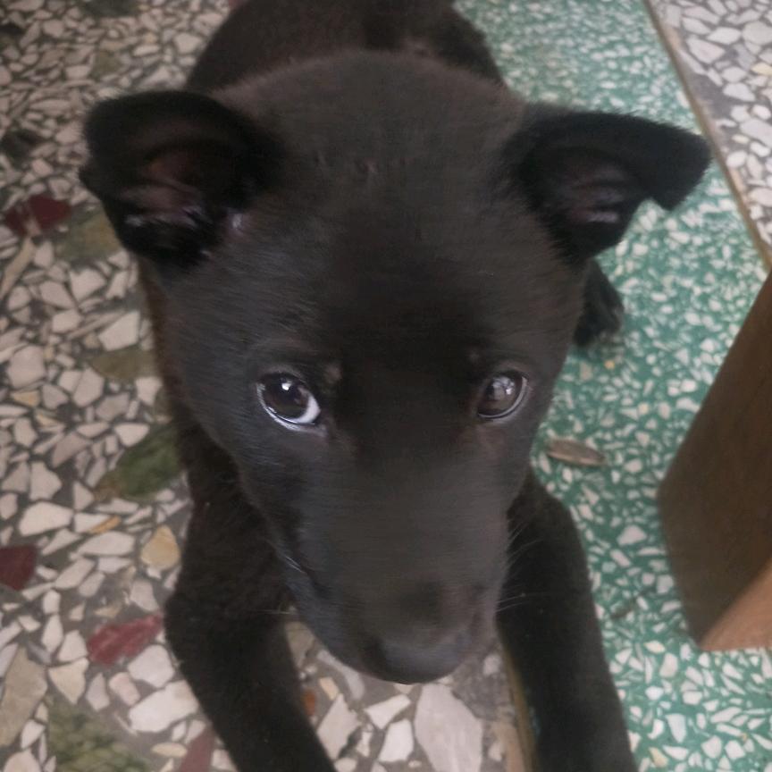 恶犬小黑毛！