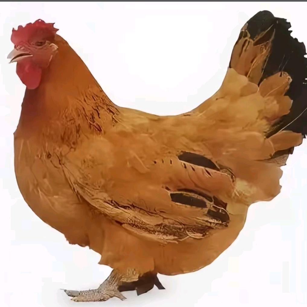 踩蛋