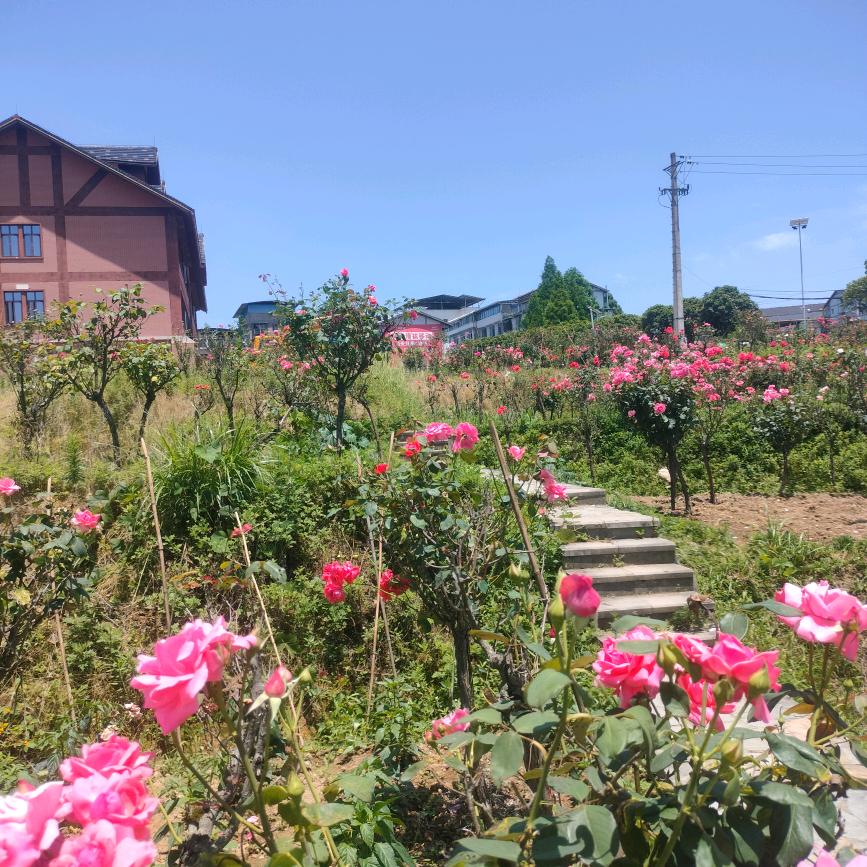 餿噗