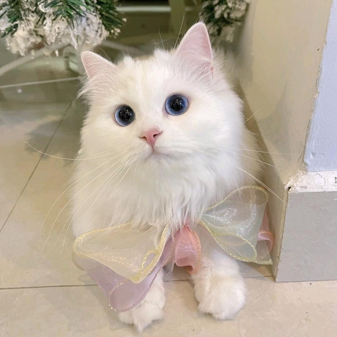 你永远不懂我🍓