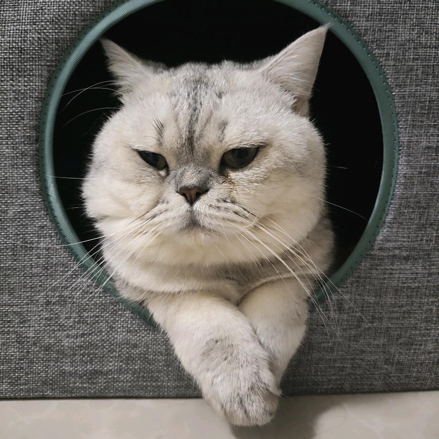 多多咪的馋睡日记