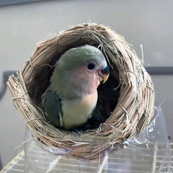 壹月