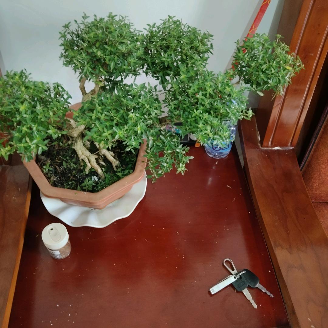 竹林