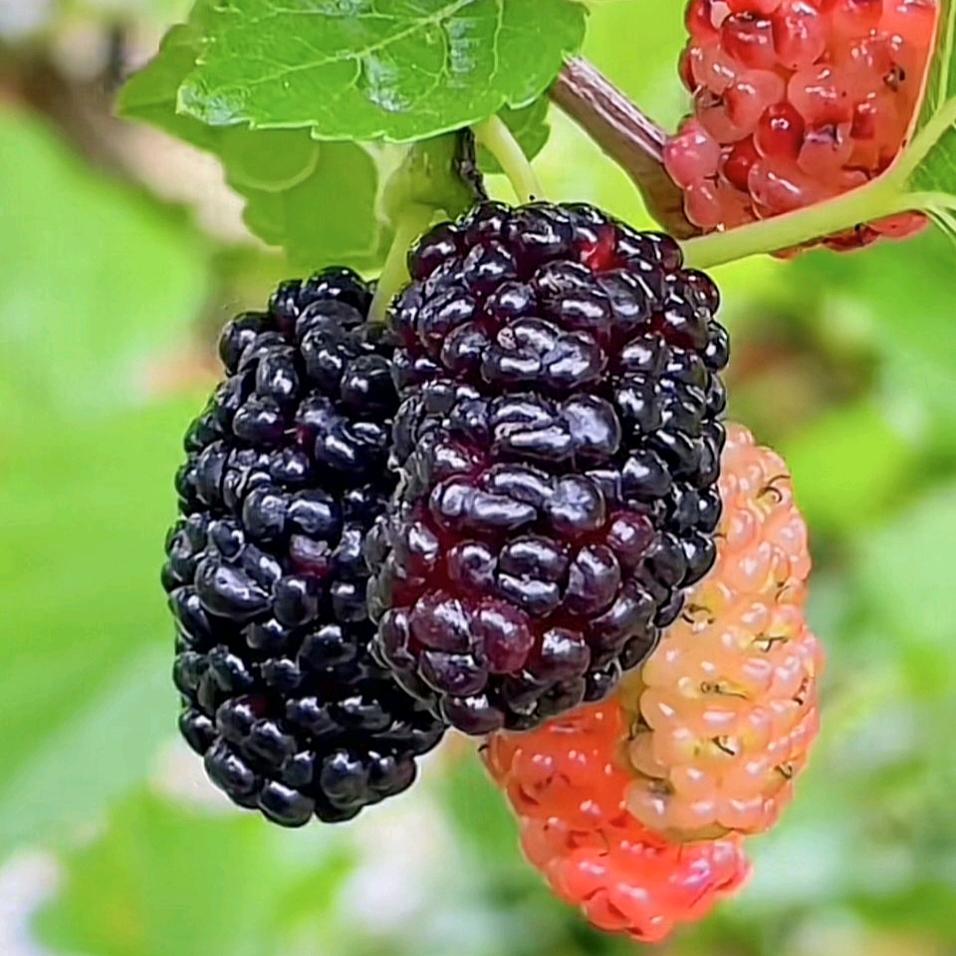 舒心养生滋补堂