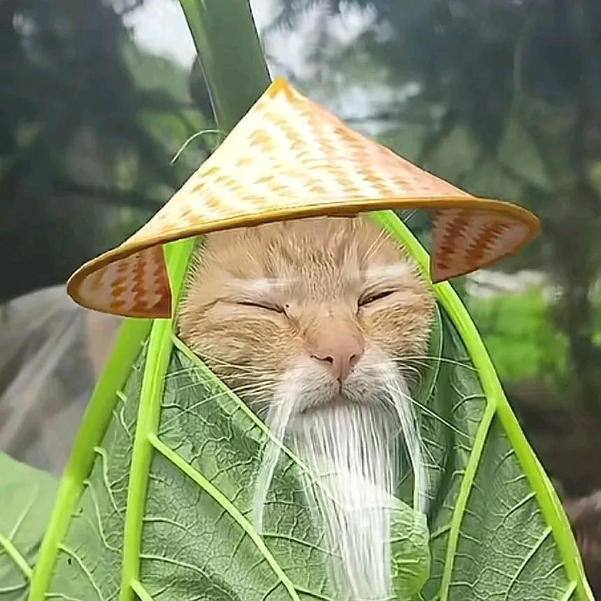 哈基仙