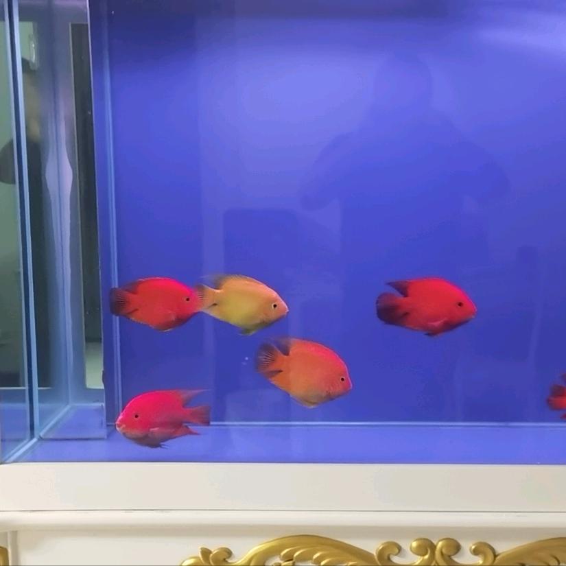 风吹麦地屁屁凉