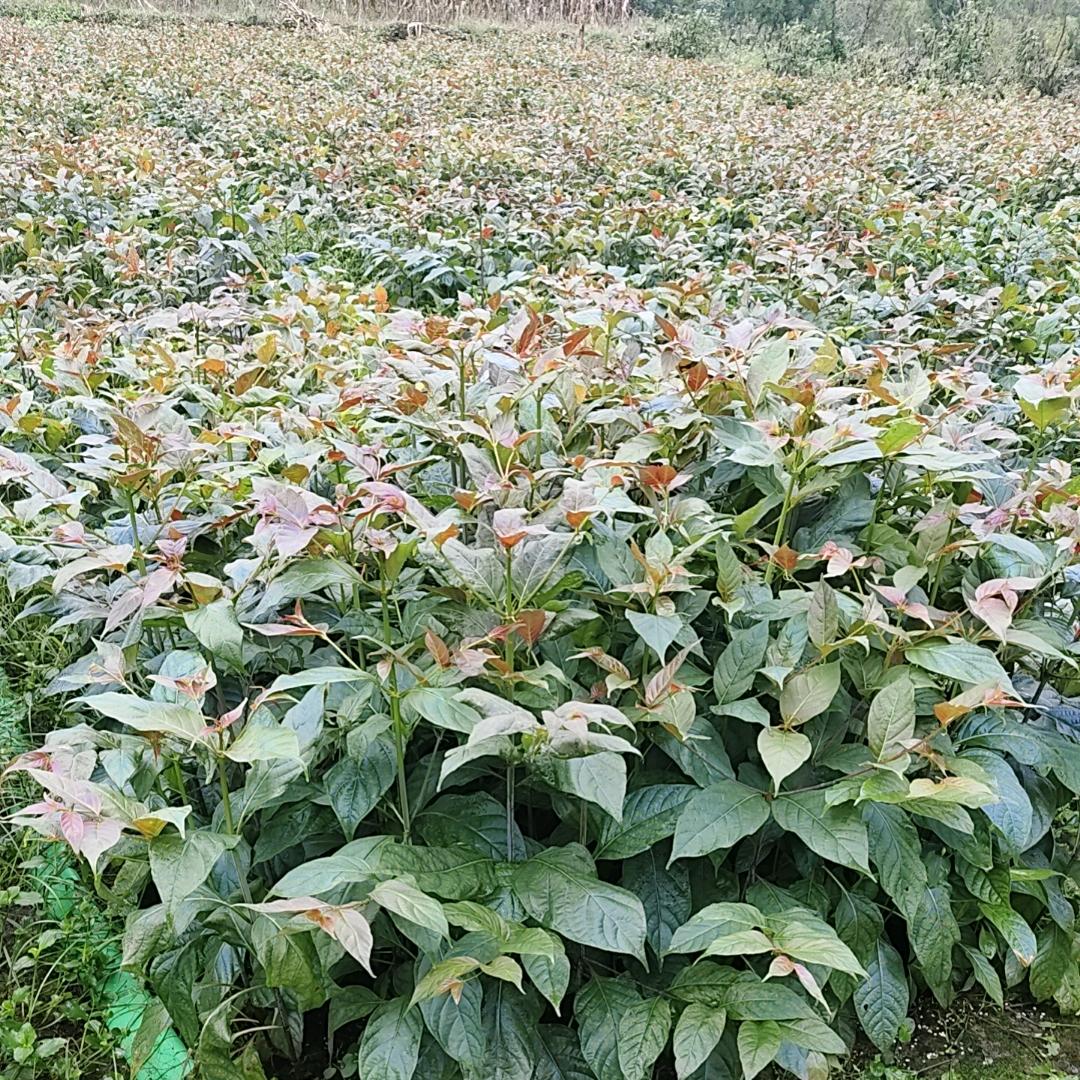 南召钩藤种植基地