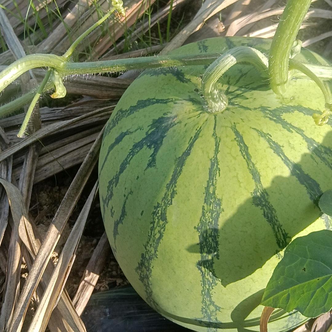 泡泡泡芙