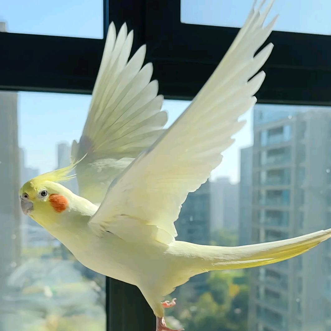 玄凤鹦鹉养殖