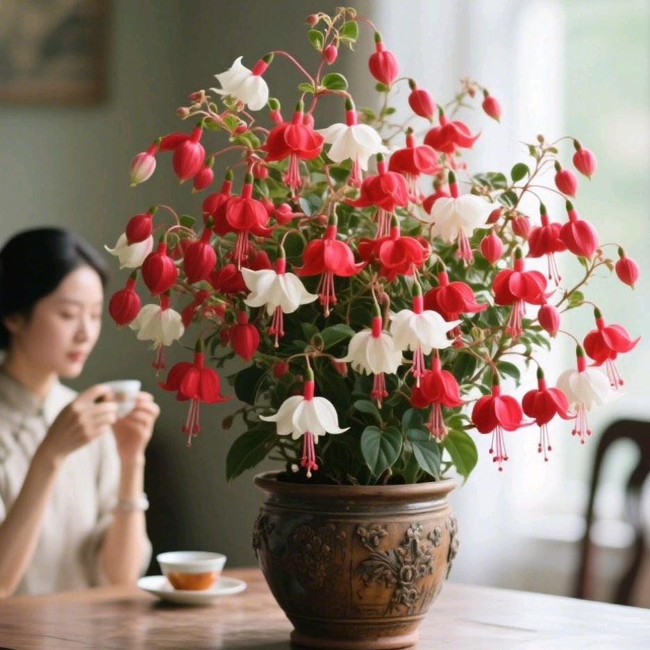西兰花吖