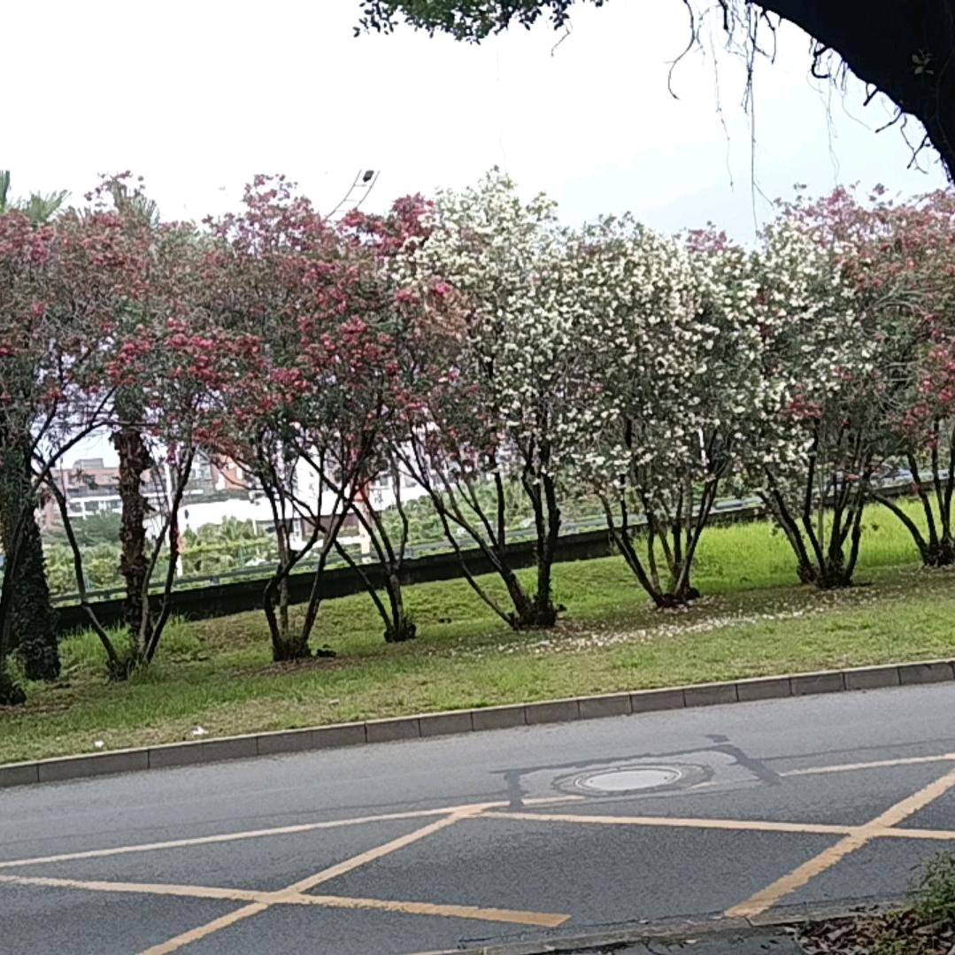 嘉丽