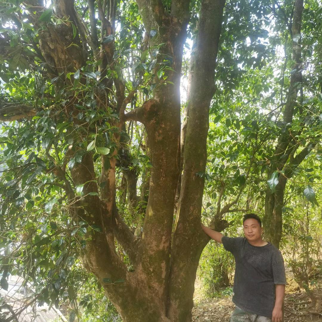 镇康晨腾茶叶