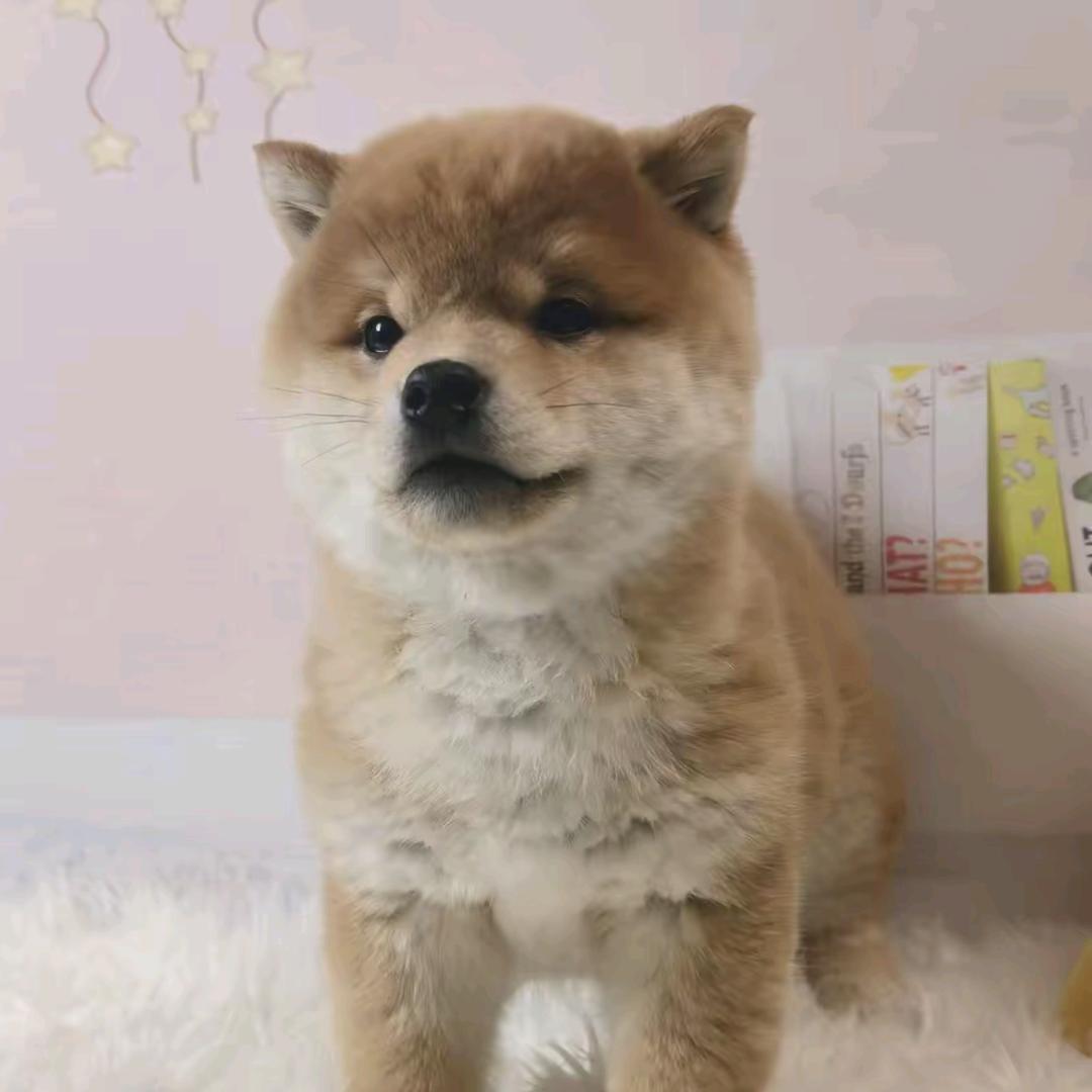 🛴🛴🛴🛴🛴头像