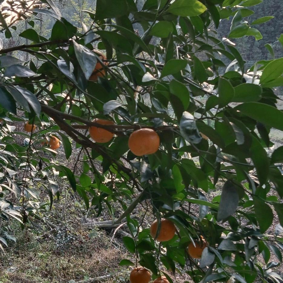 香里