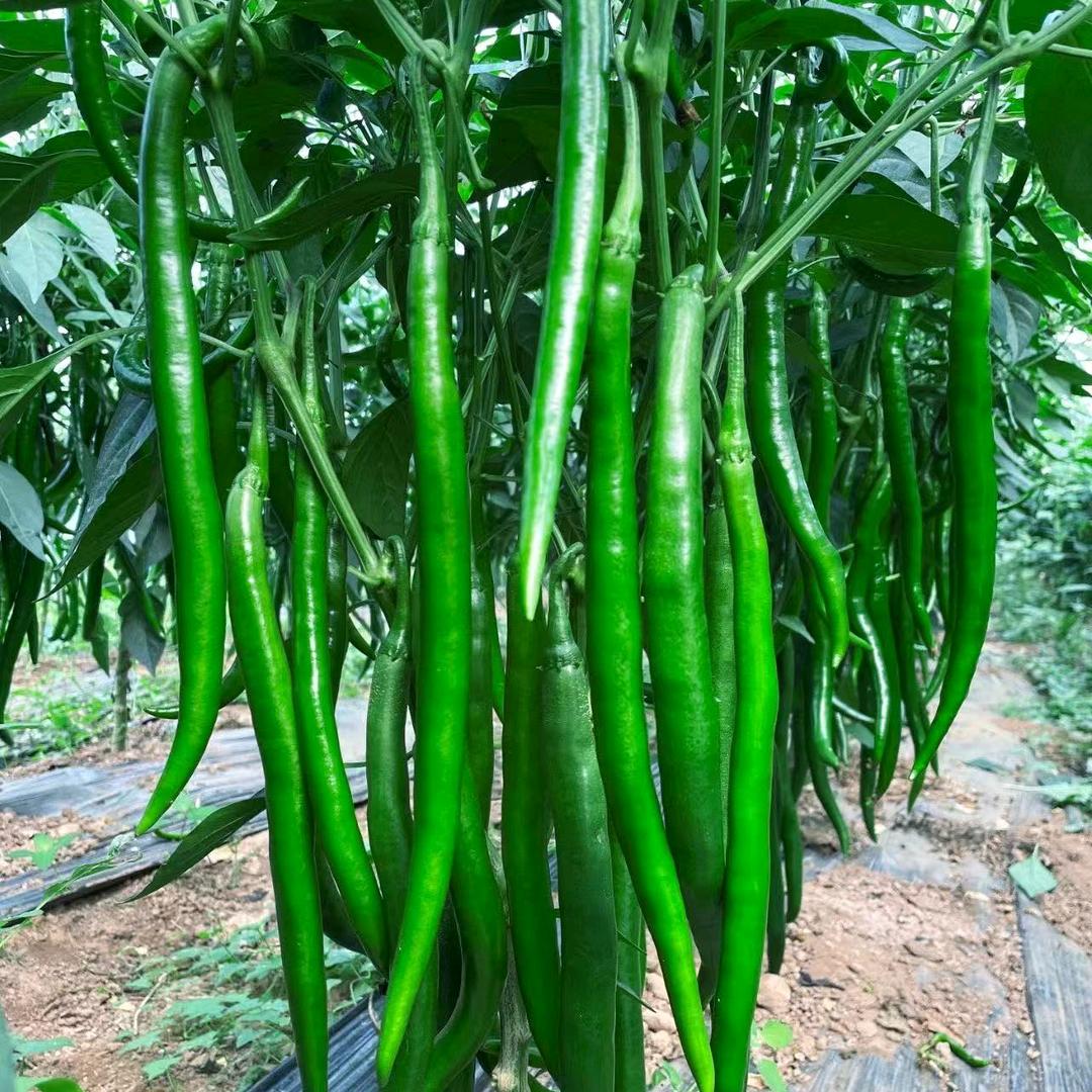 ζั 椒🌶界࿐