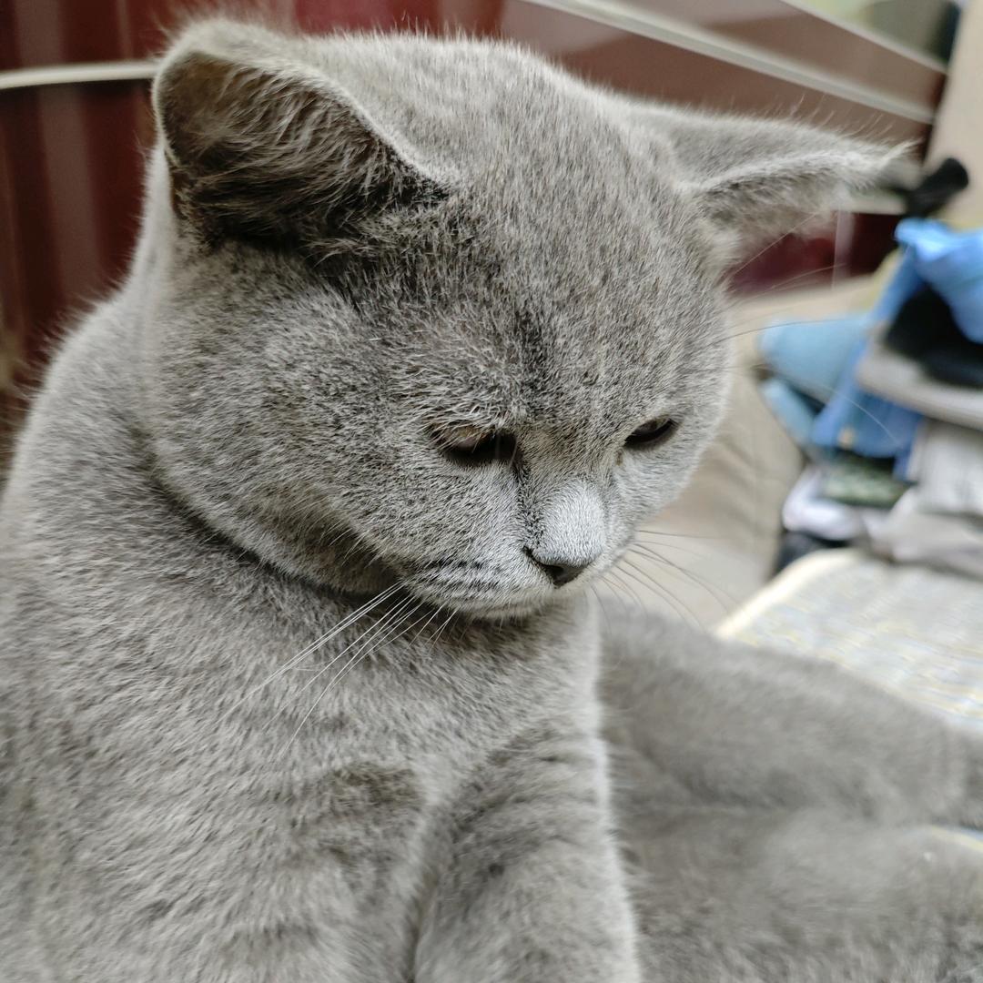 蓝猫重度依赖