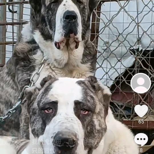 千里中亚（柘城）猛犬