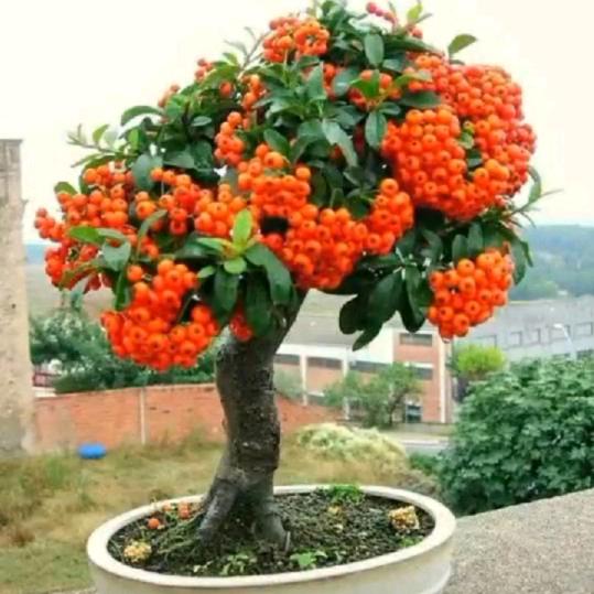 🌹এ᭄等你一生够不够🍷❤️ོ࿐ᩚ