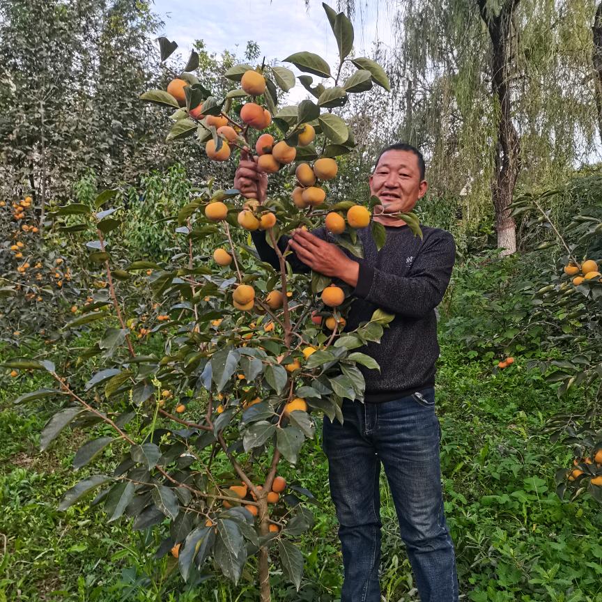 在花园艺专营店精选苗木
