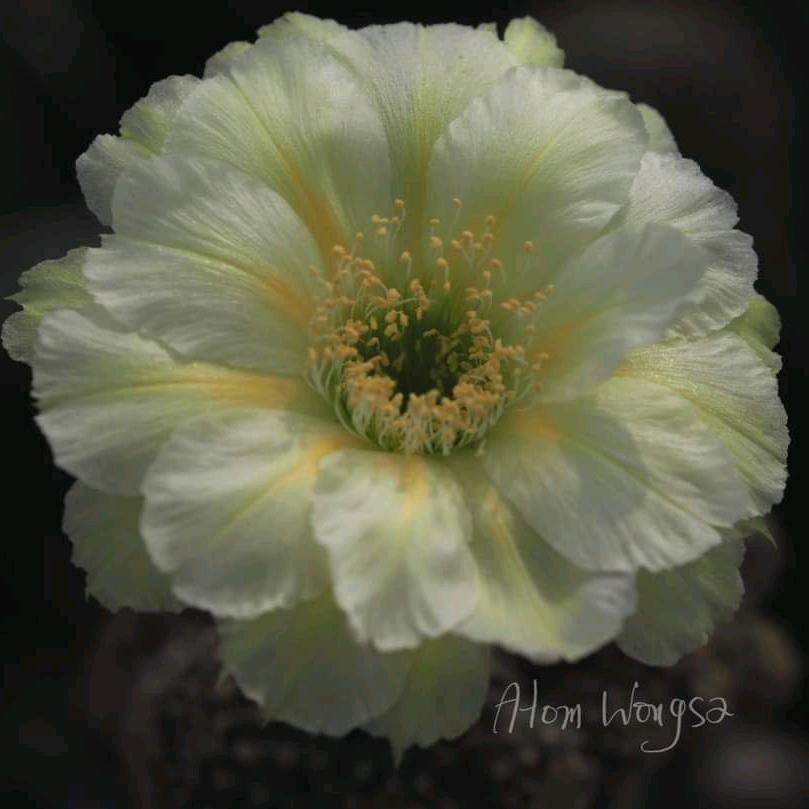 ——知其不可奈何而安之若命