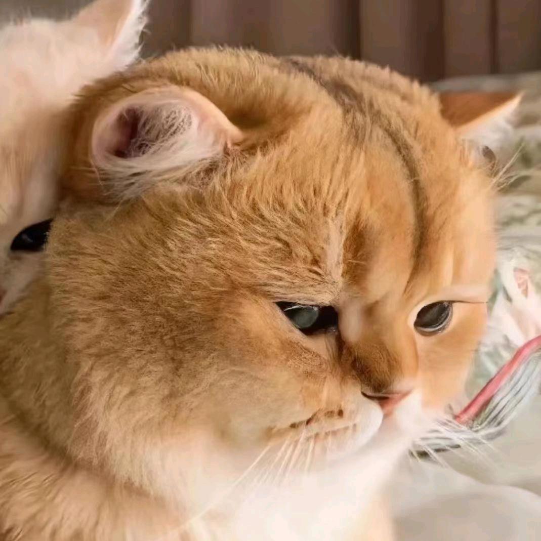 冷猫
