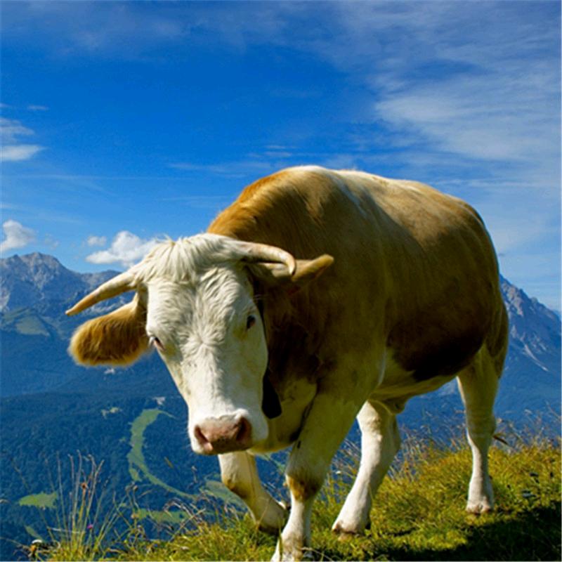 聚鑫牛羊肉.🍃