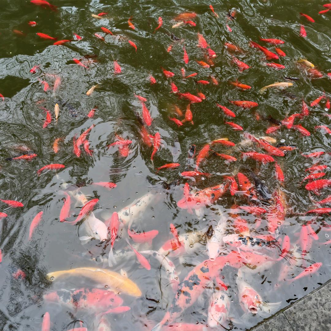 情谊