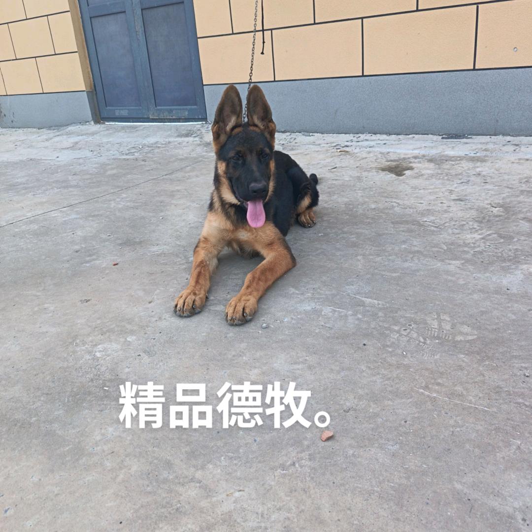 扶摇犬舍。