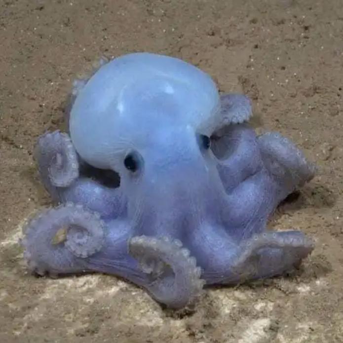 苦味᳐章鱼᳐猫੭ﾞ