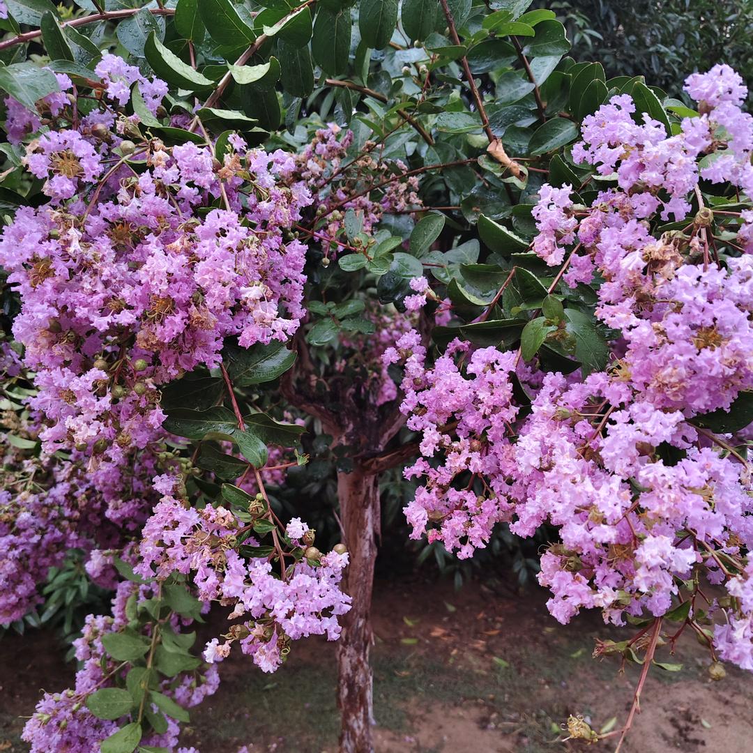 人生短赞，三万多天，不容易啊！