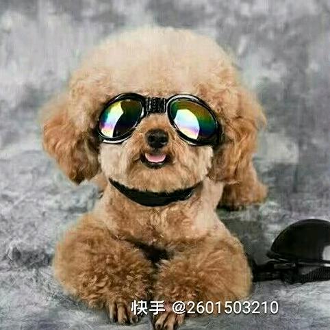 萌宠毛坨