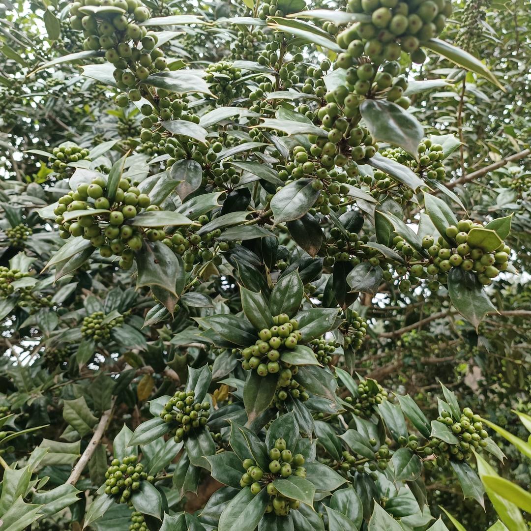 黑哥