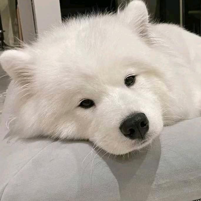 陳億