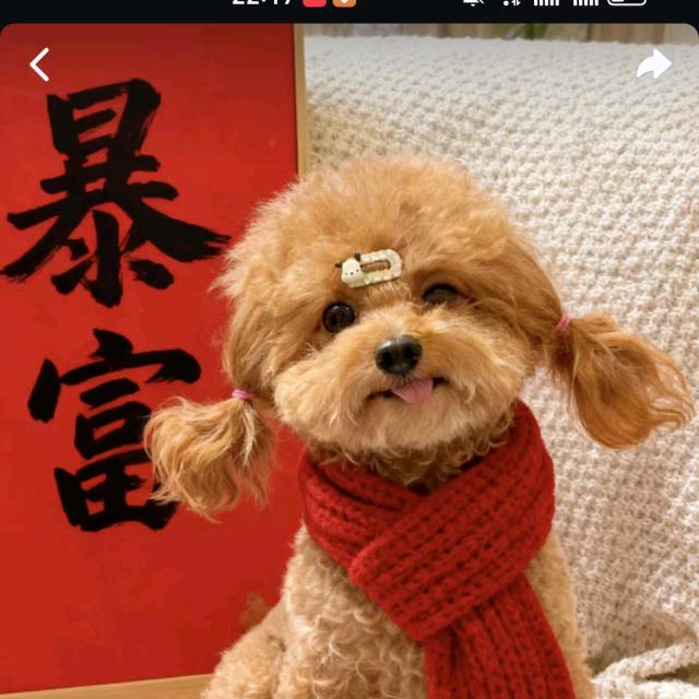 卢龙县宠爱多宠物店