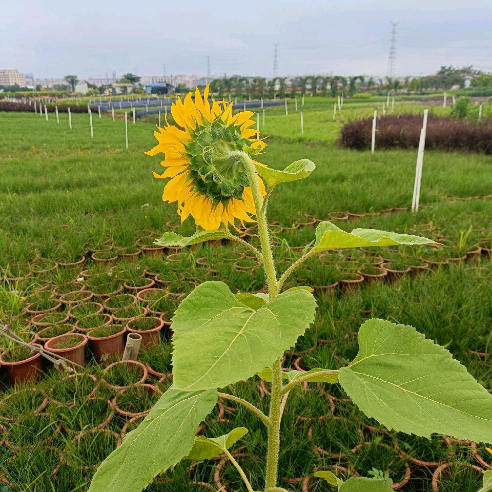 我在中山漂