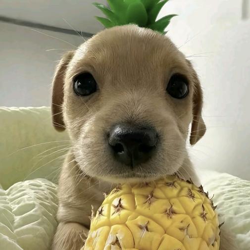 🐾
