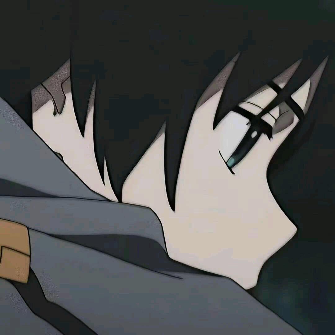 灿菊