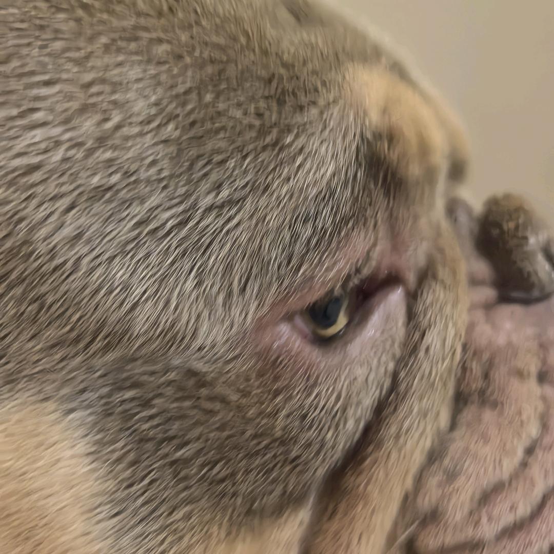 【赤峰】潘博犬业