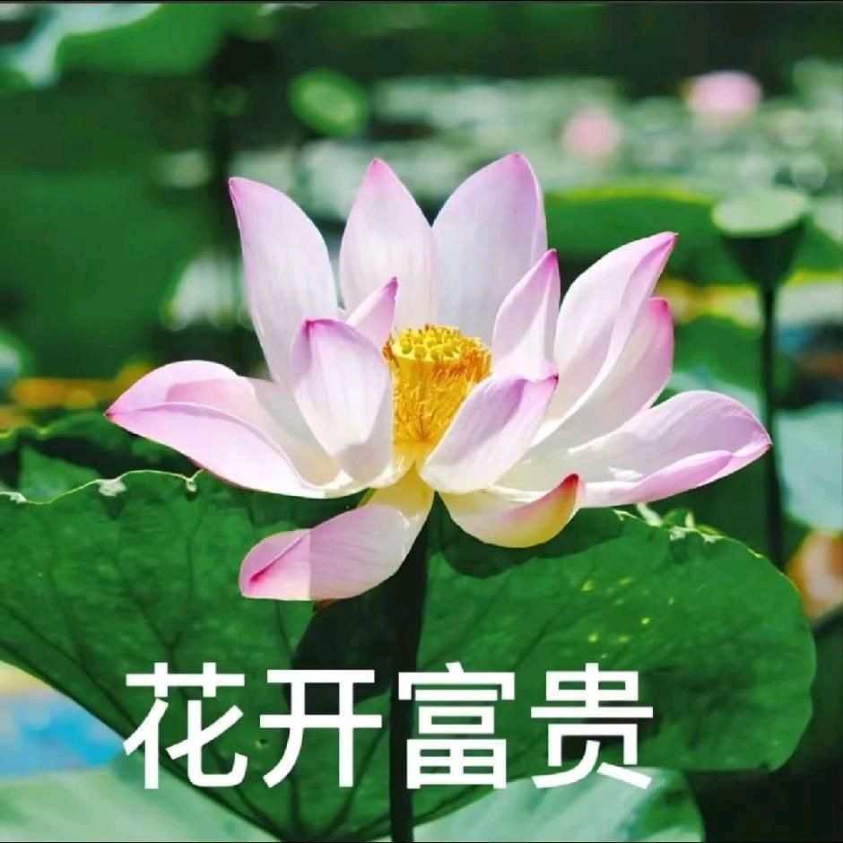 小洪.🐯