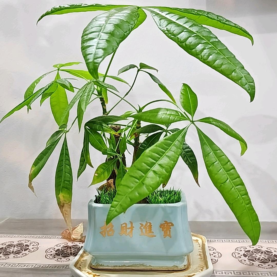 村