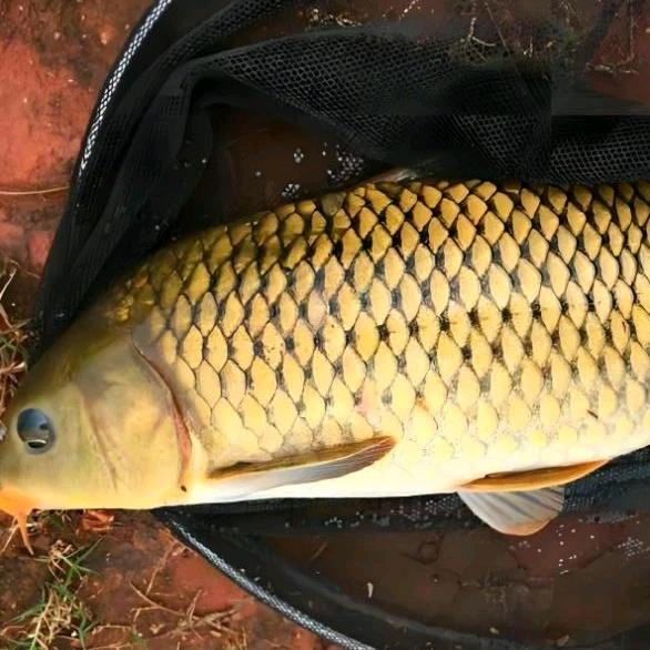 AA台江卖鱼🐟需要联系我。