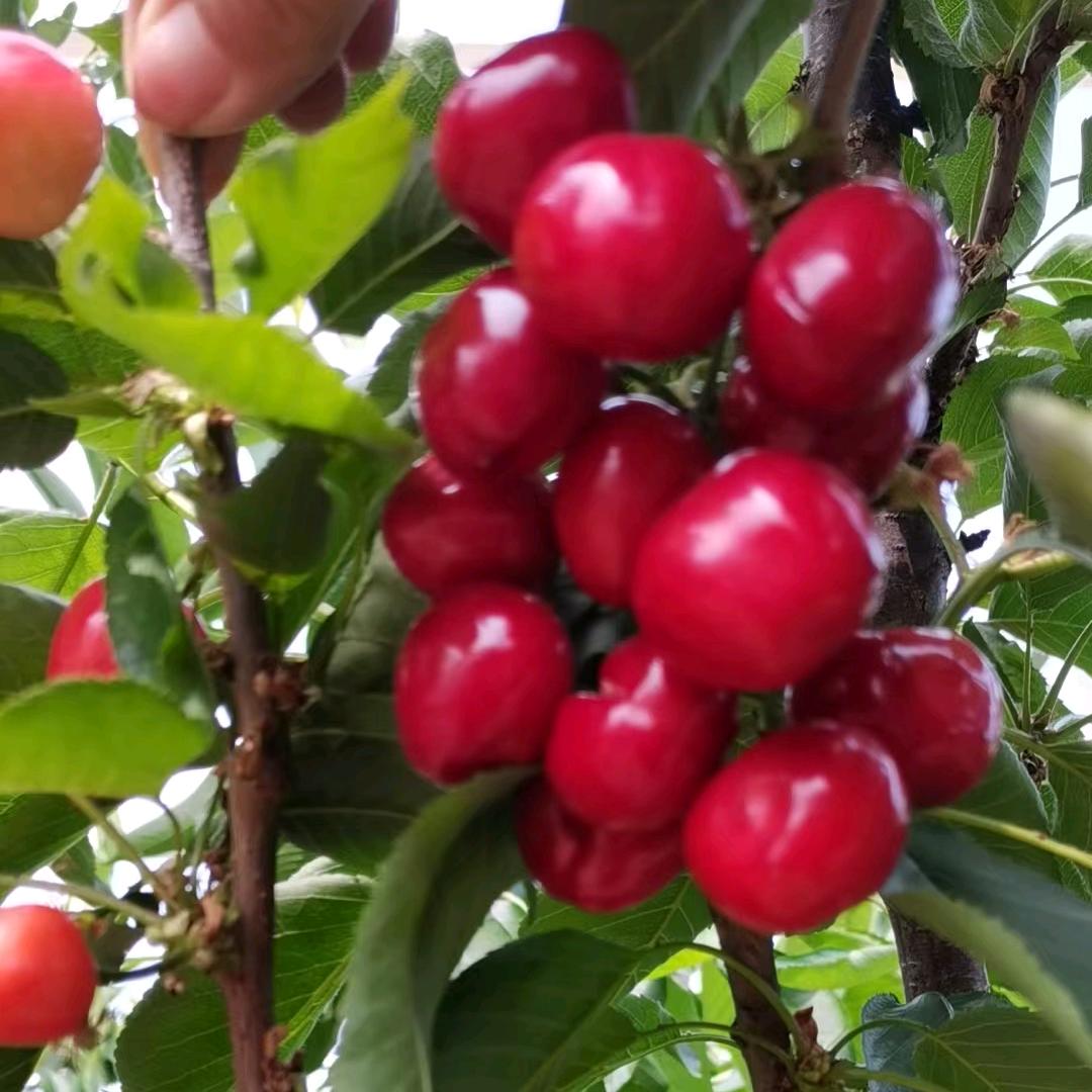 妻子毛驴搞对象。