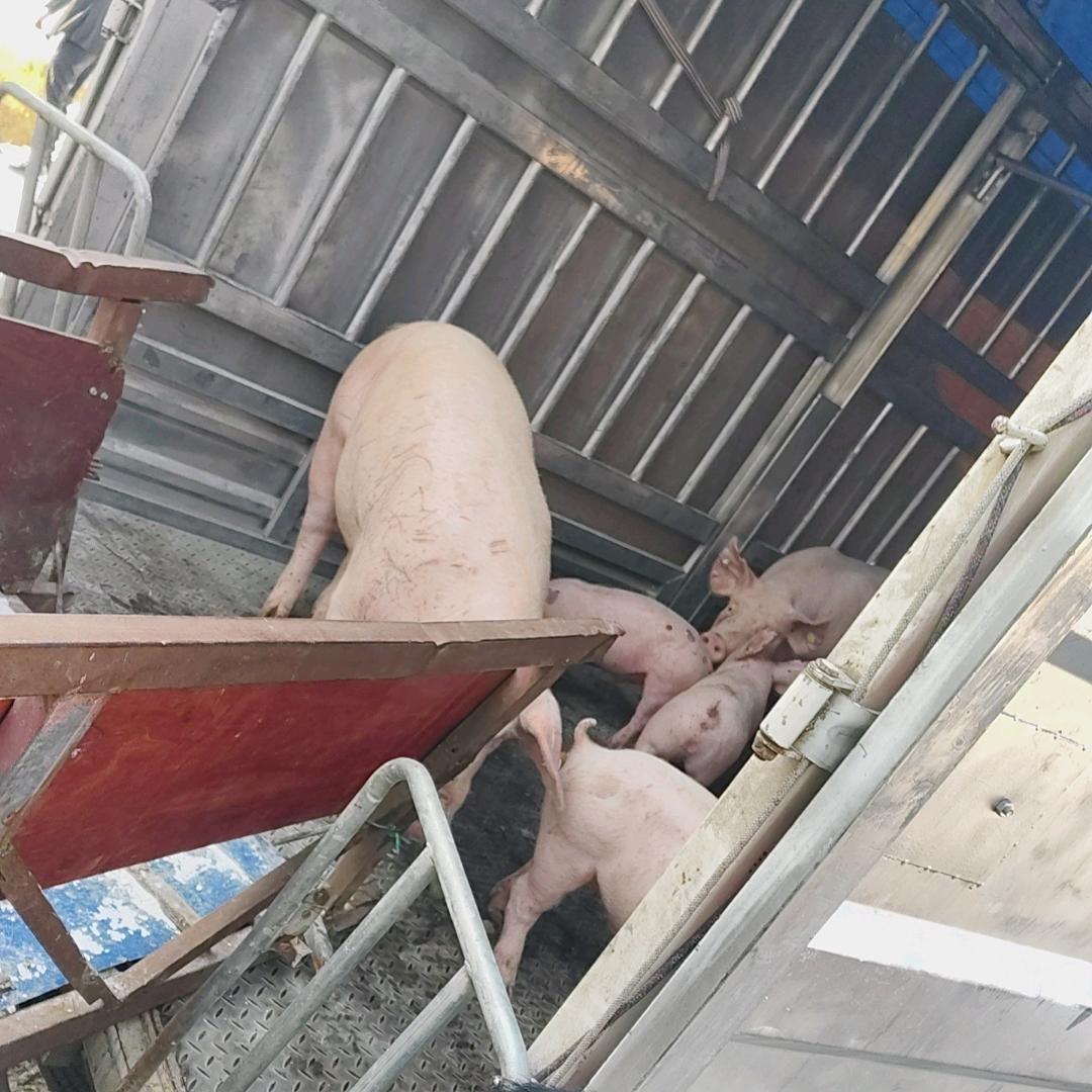 方林子