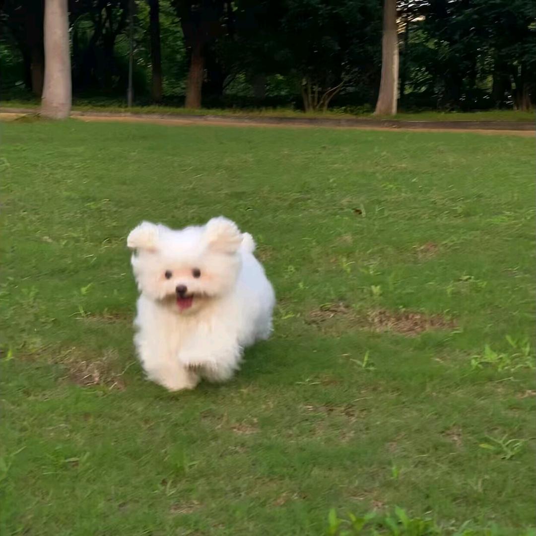 芋泥咸蛋黄