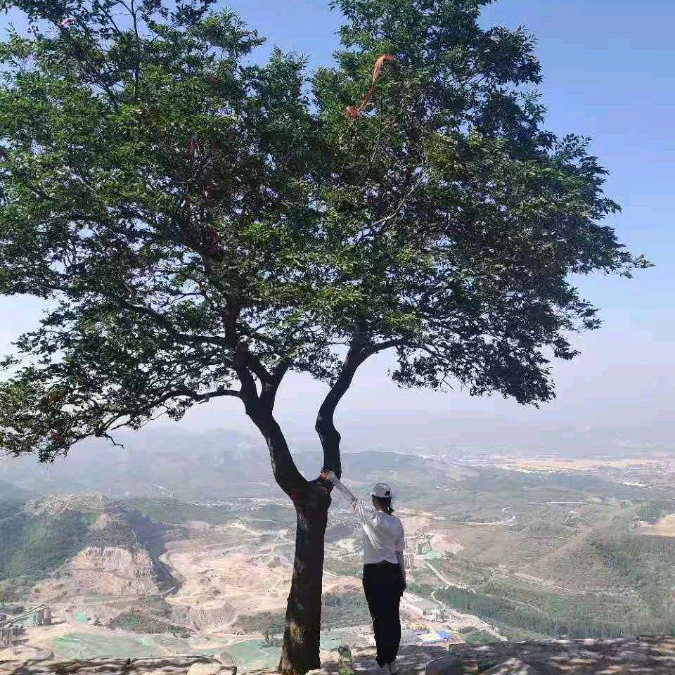 （李）梨花带雨