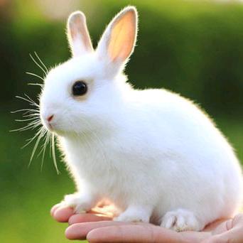 @兔🐇兔